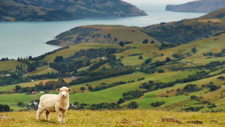 New Zealand consumer credit rules for car loans and personal loans in 2026
